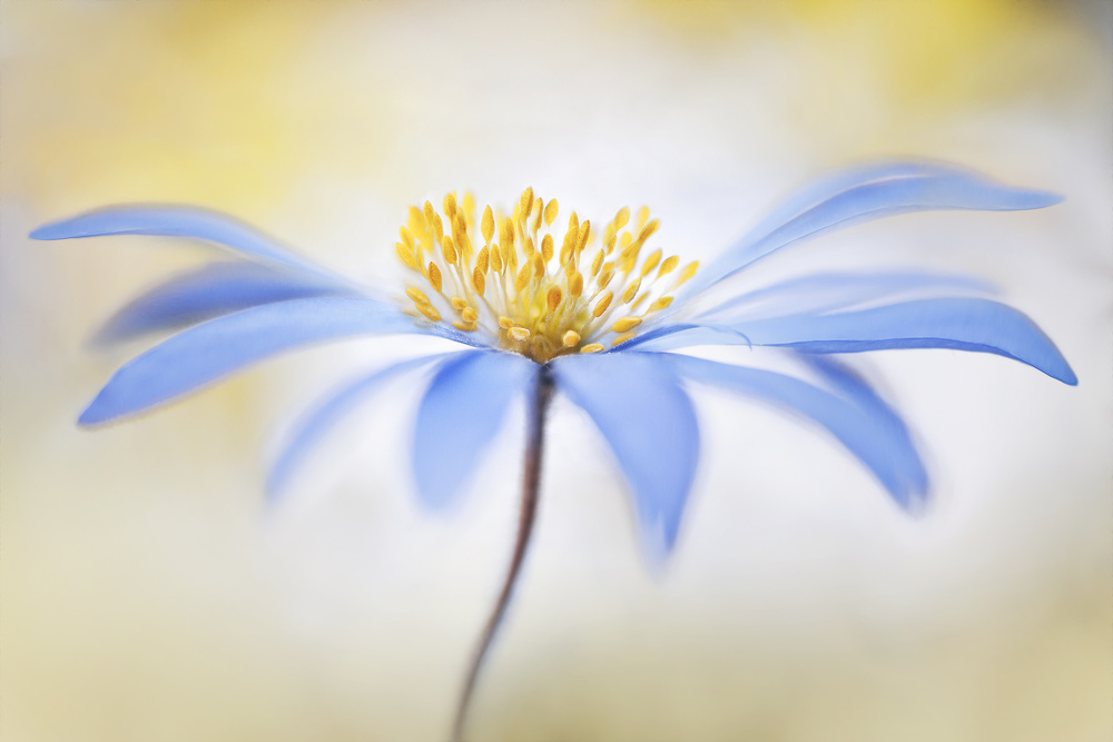 ~Anemone~ von Mandy Disher