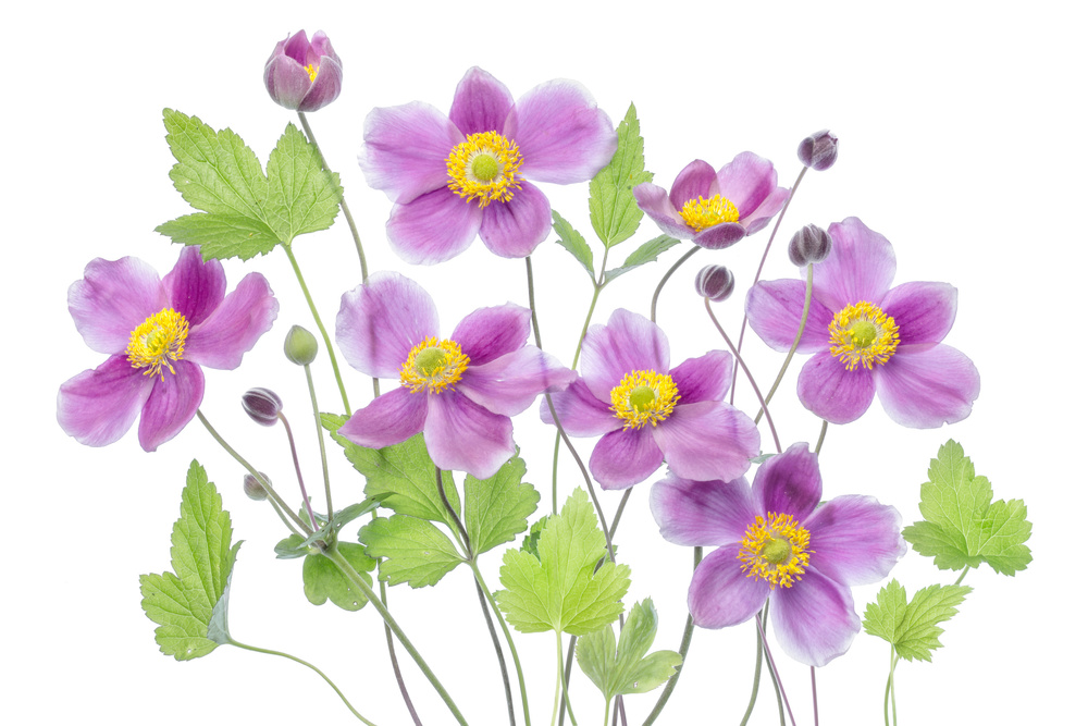 Anemone Hadspen Abundance von Mandy Disher