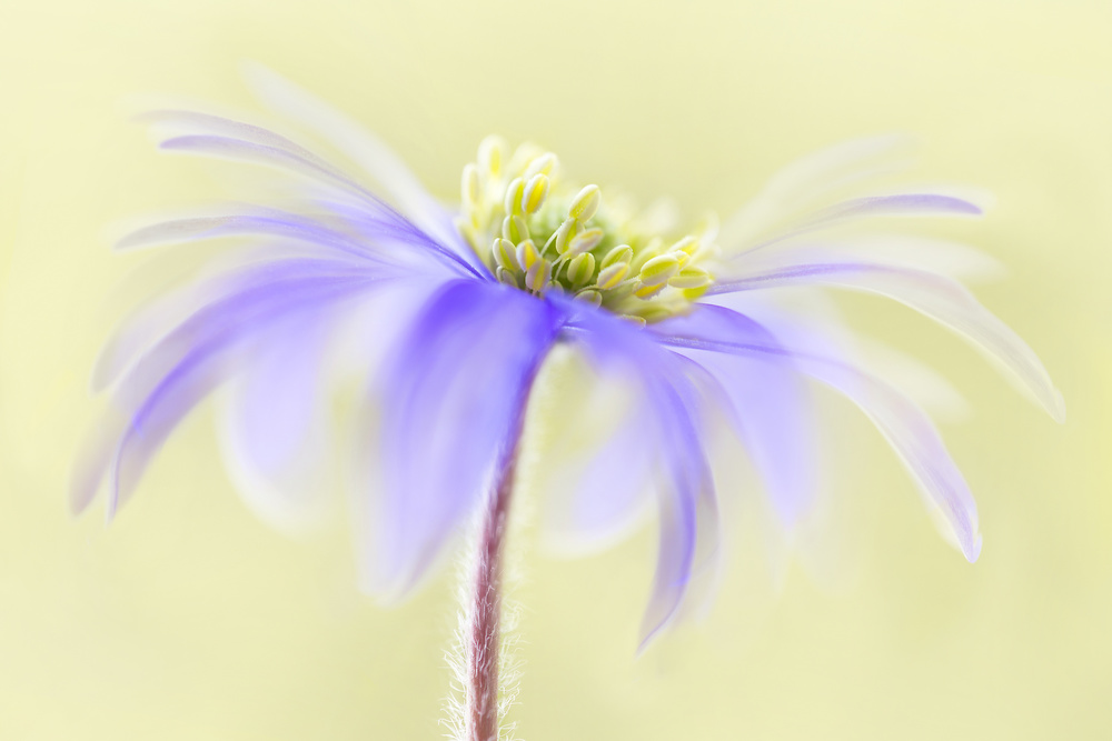 Anemone Blanda von Mandy Disher