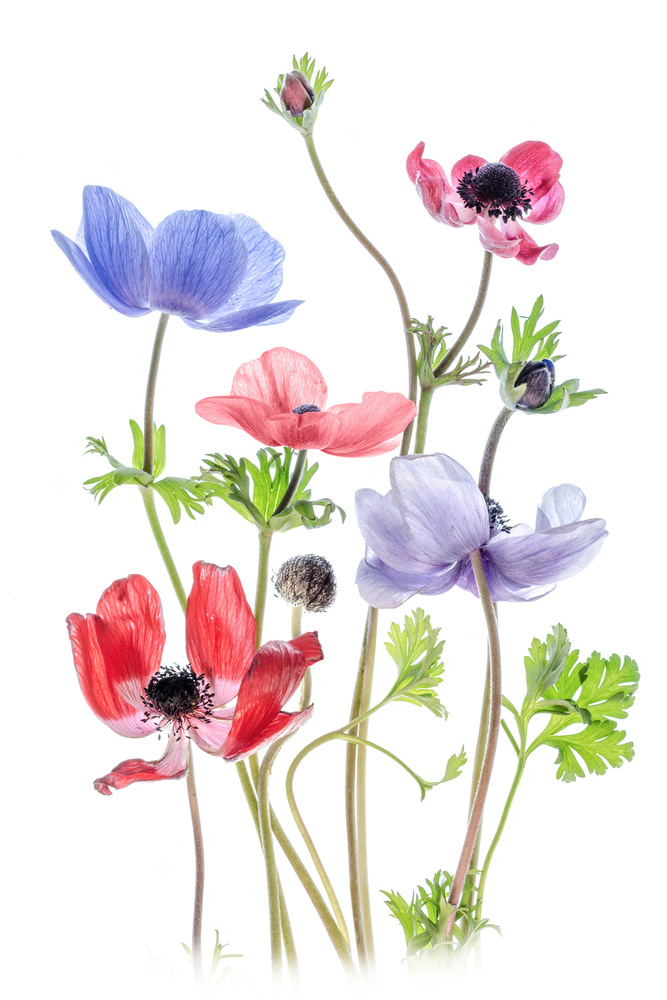 Anemone De Caen von Mandy Disher