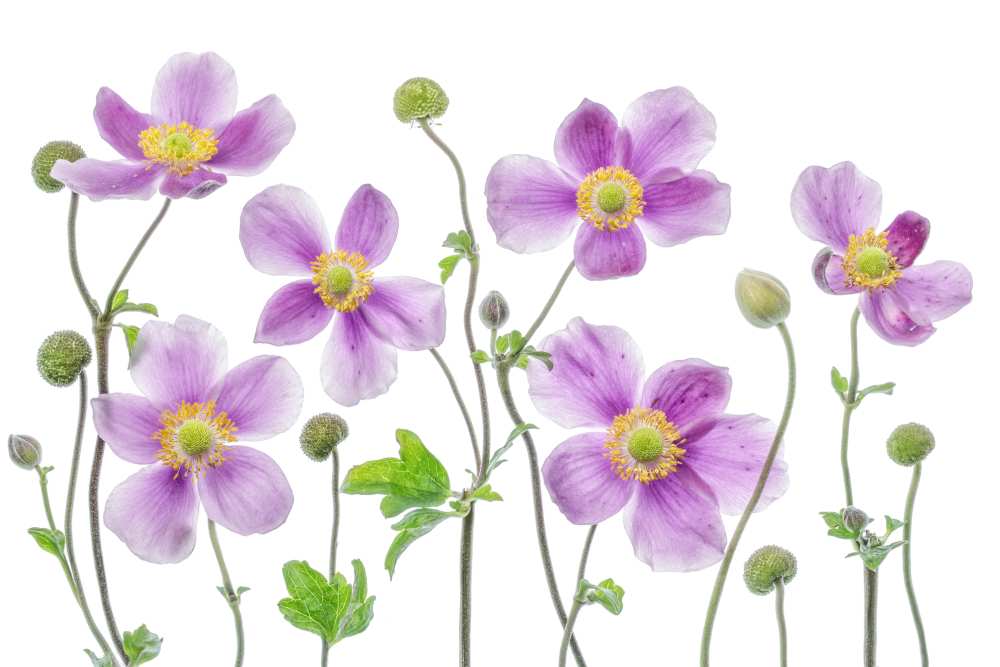 Anemone Japonica von Mandy Disher