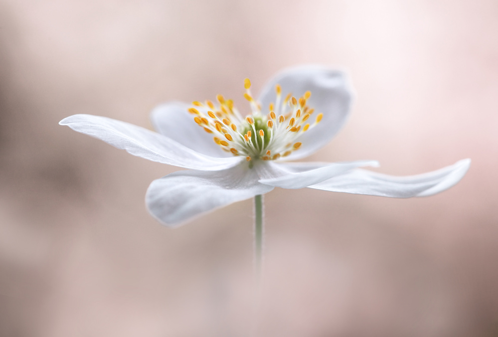 Anemone Nemorosa von Mandy Disher