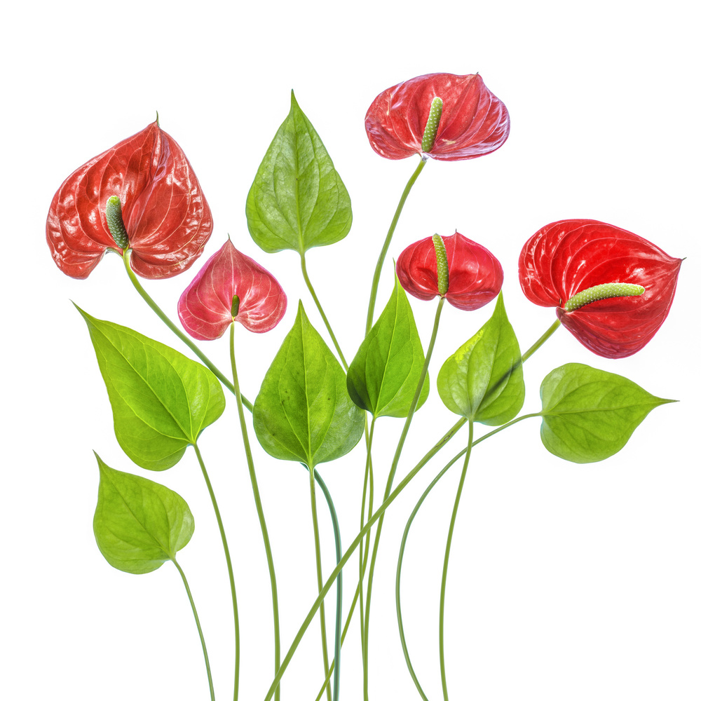 Anthurium von Mandy Disher