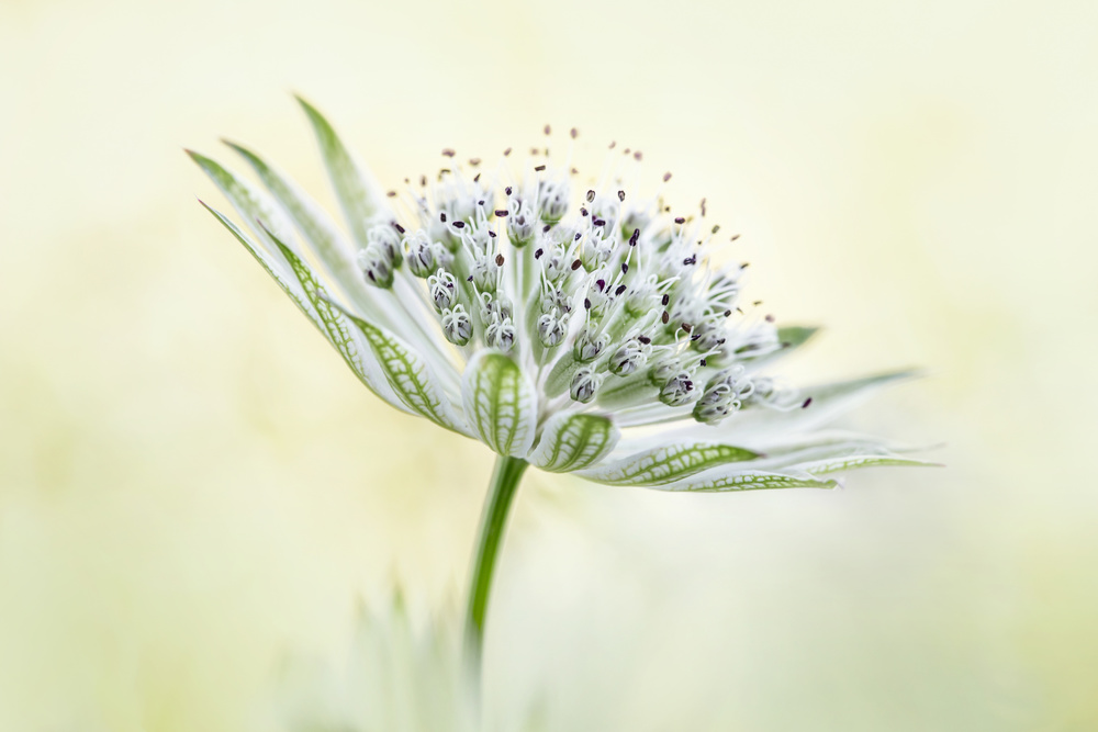 ~Astrantia~ von Mandy Disher