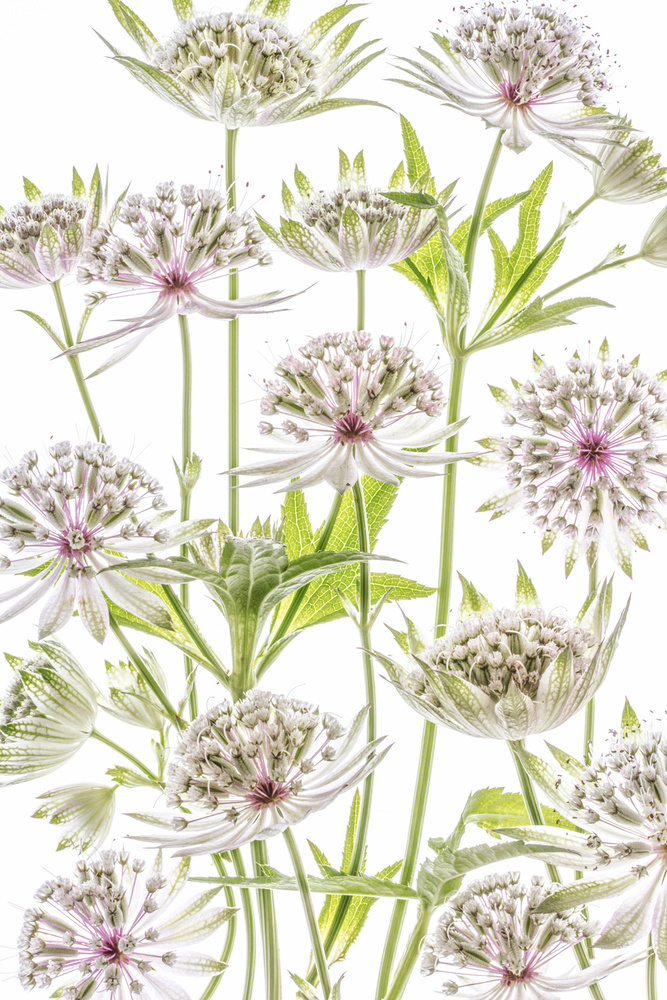 .Astrantia. von Mandy Disher