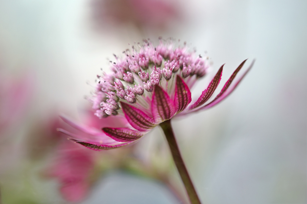 Astrantia von Mandy Disher