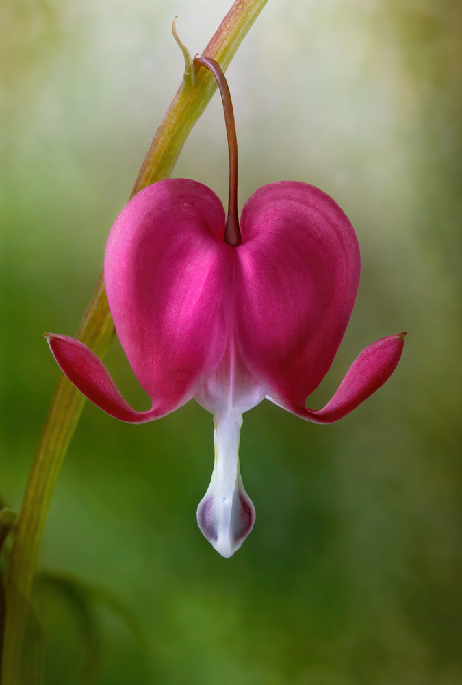 Bleeding Heart von Mandy Disher