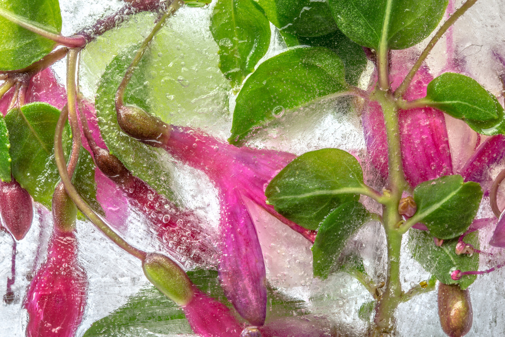 Fuchsia freeze von Mandy Disher