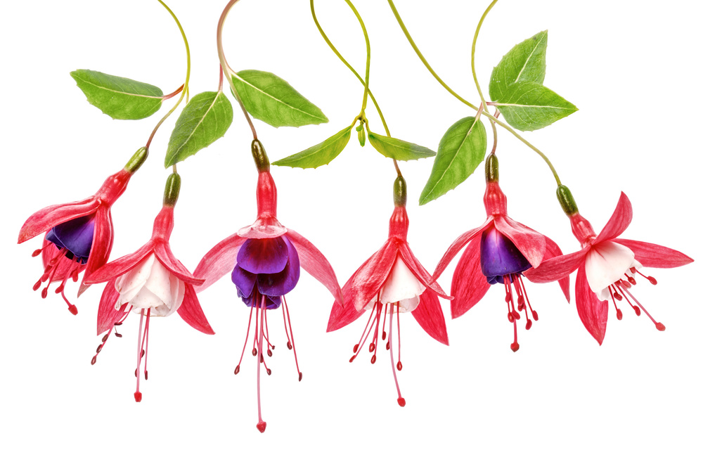 .Fuchsia. von Mandy Disher