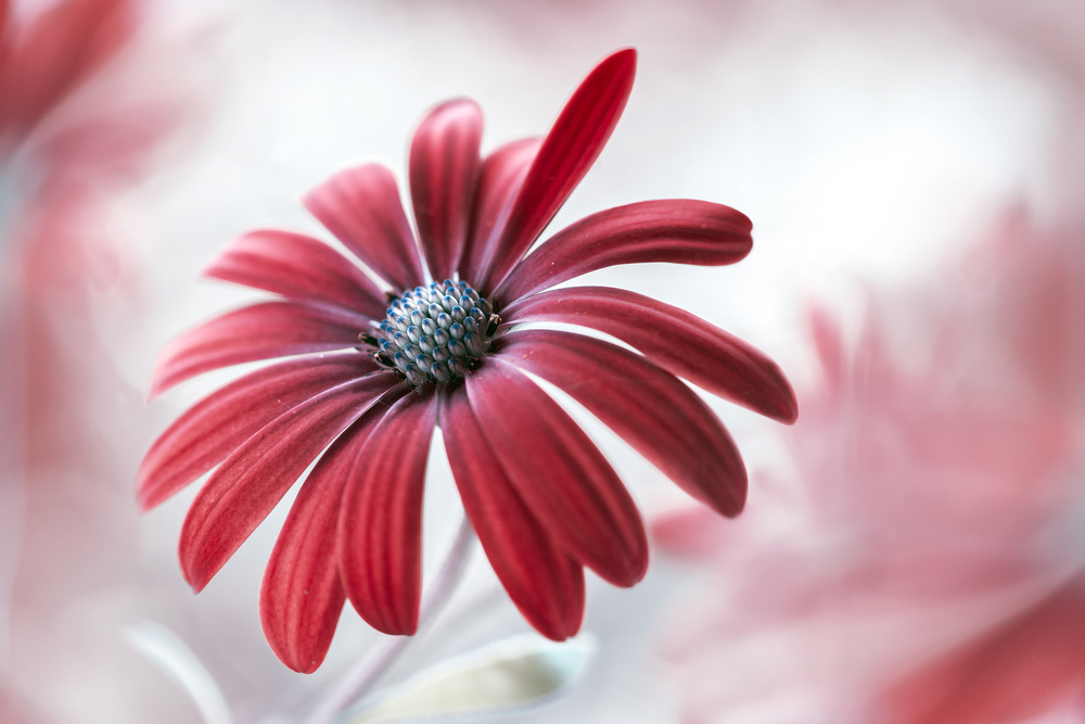 Daisy von Mandy Disher