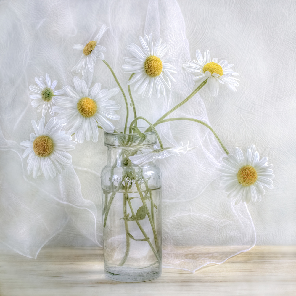 Daisies von Mandy Disher