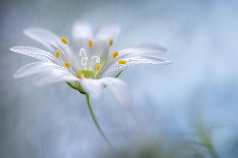 Greater Stitchwort von Mandy Disher