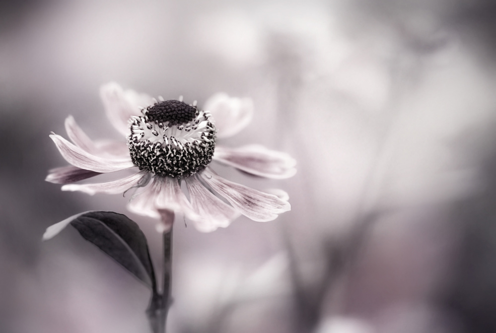 Helenium von Mandy Disher