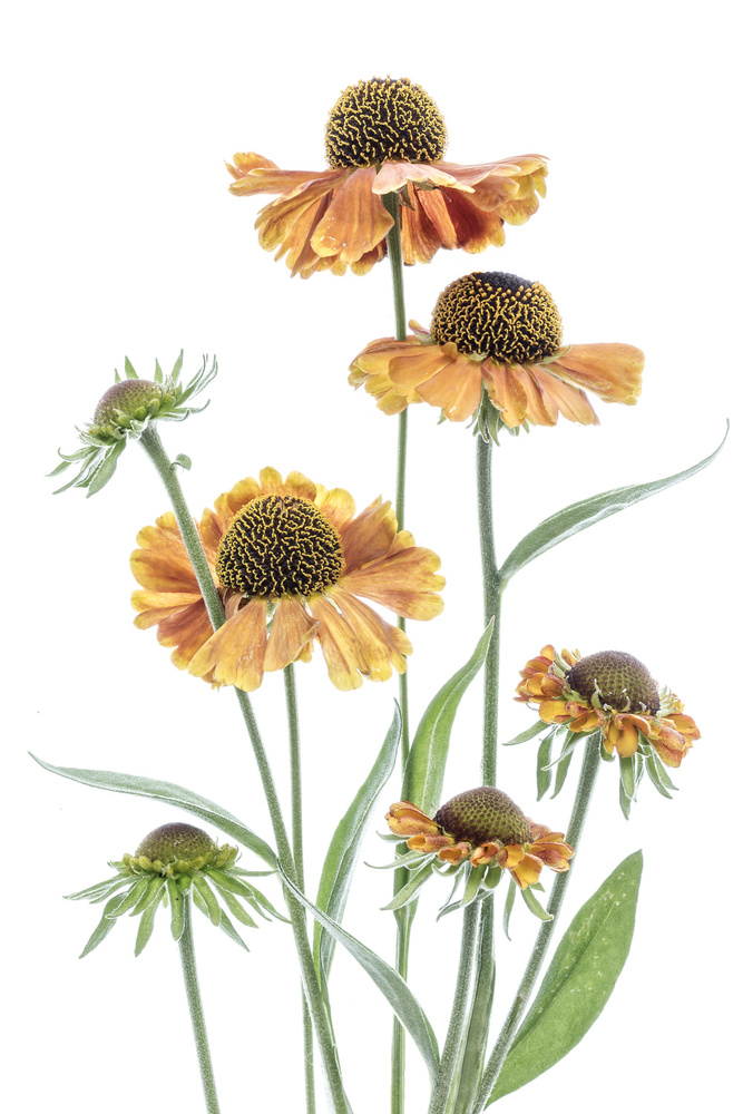 Helenium von Mandy Disher