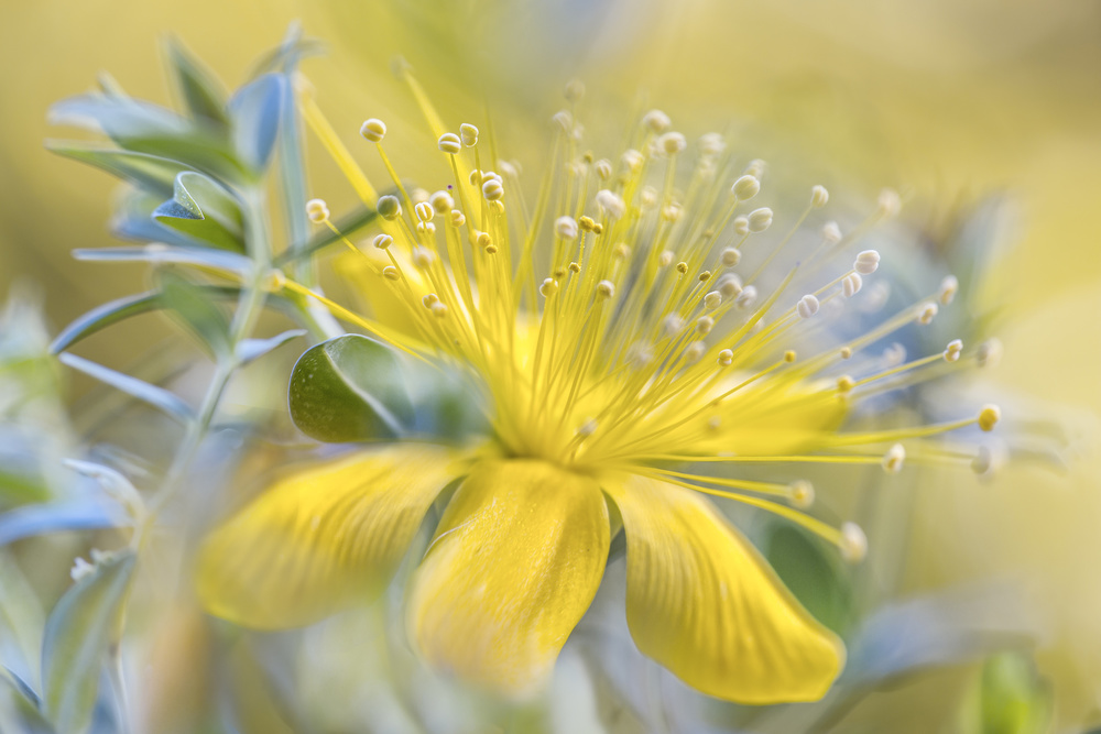 Hypericum von Mandy Disher