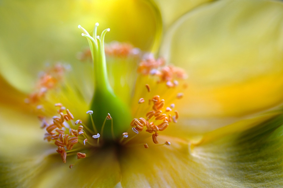 Hypericum von Mandy Disher