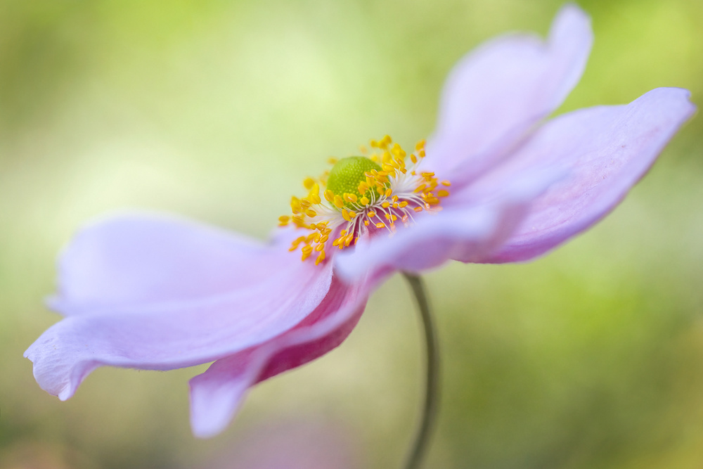 Japanese Anemone von Mandy Disher