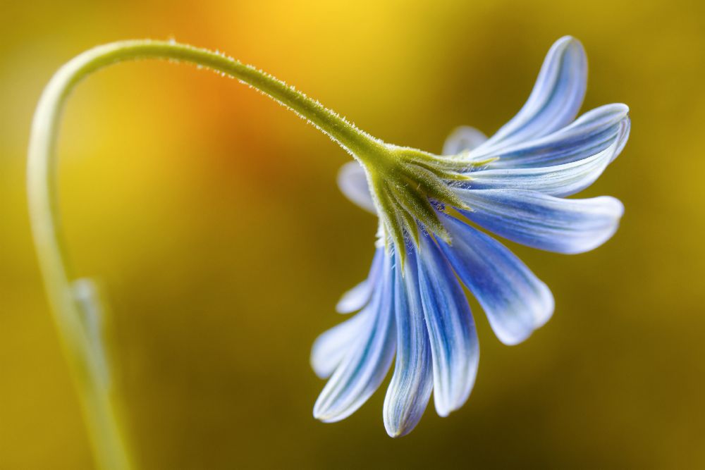 Kap-Gänseblümchen von Mandy Disher