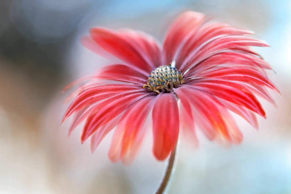 Cape Daisy* von Mandy Disher