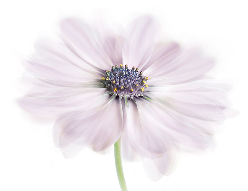 Cape Daisy von Mandy Disher