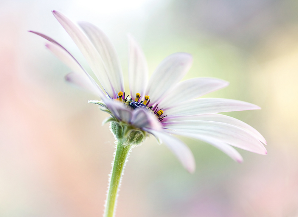 Cape Daisy von Mandy Disher