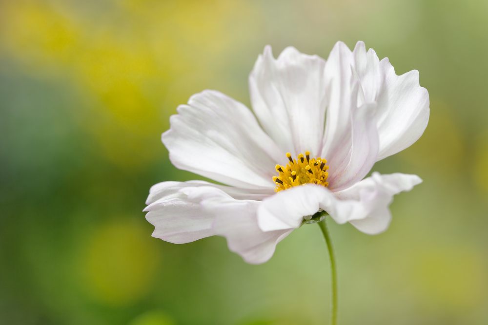 Cosmos von Mandy Disher