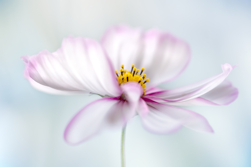 Cosmos von Mandy Disher