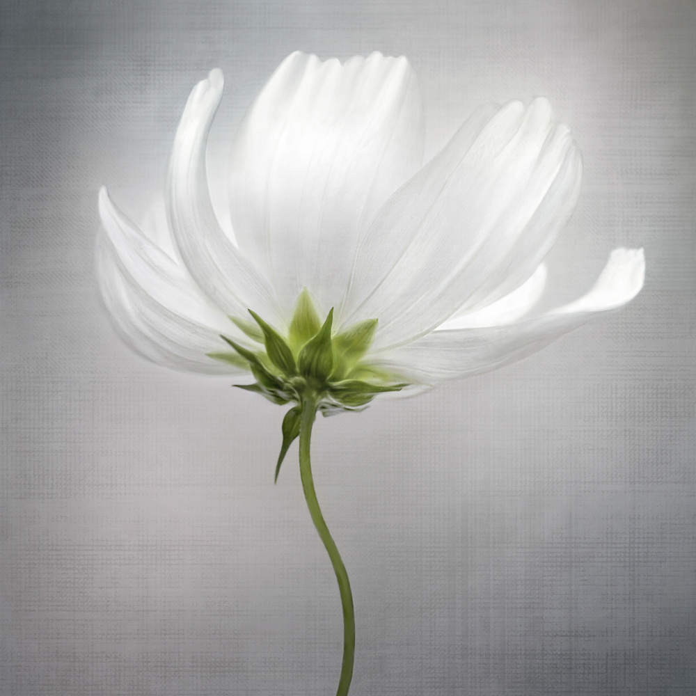 Cosmos *** von Mandy Disher