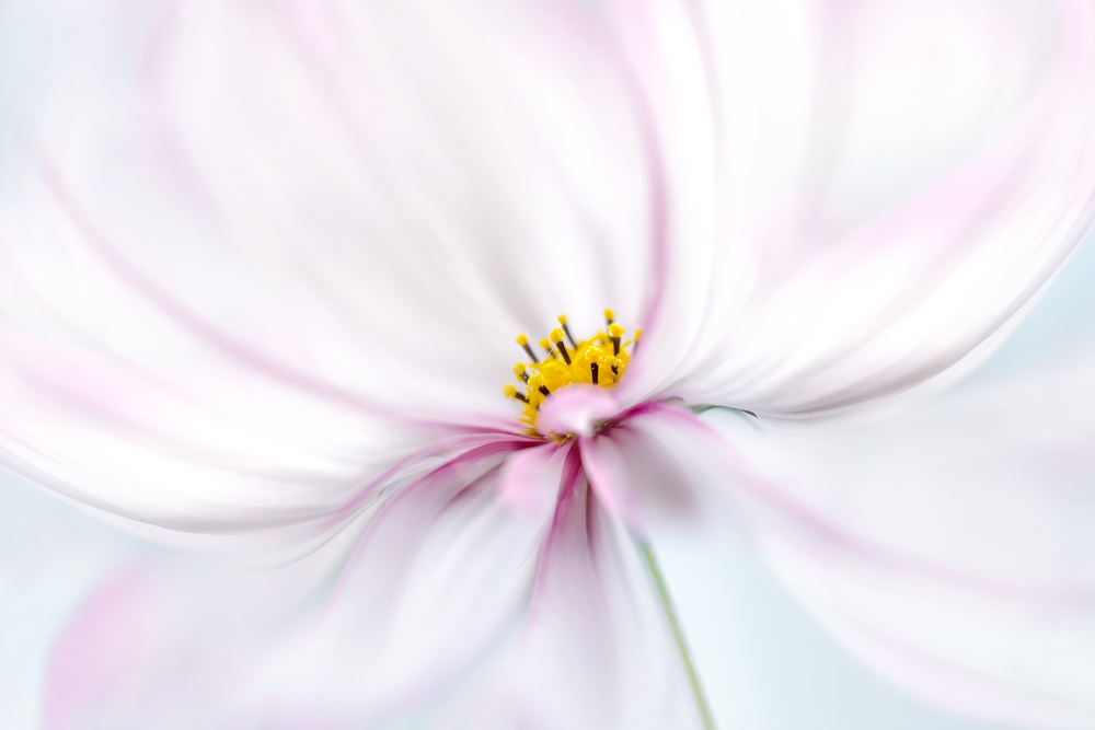 Cosmos von Mandy Disher