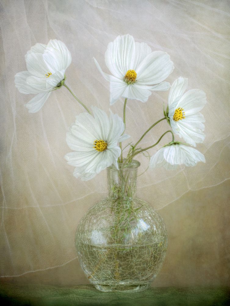 Kosmos Brise von Mandy Disher