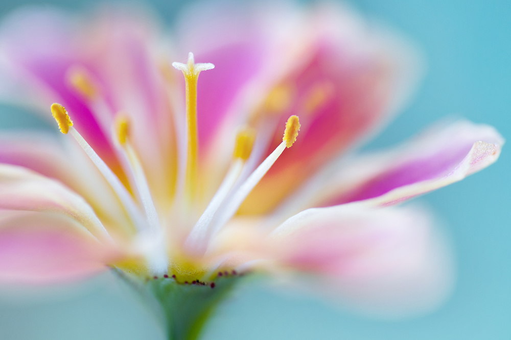 Lewisia von Mandy Disher