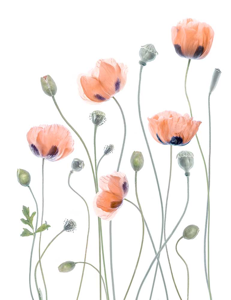 Mohnblumen von Mandy Disher