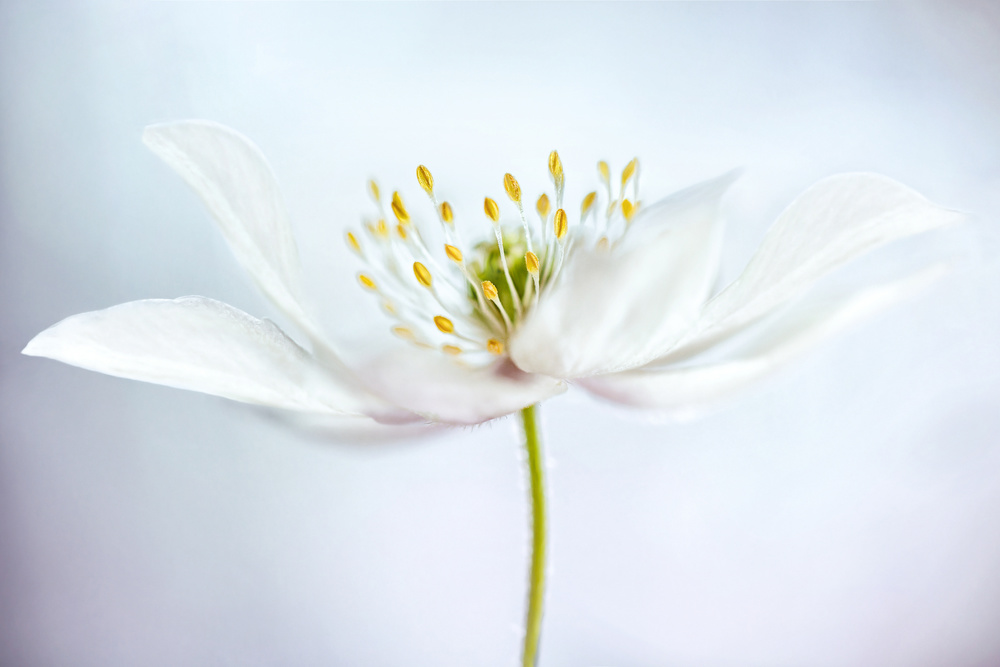 nemorosa von Mandy Disher