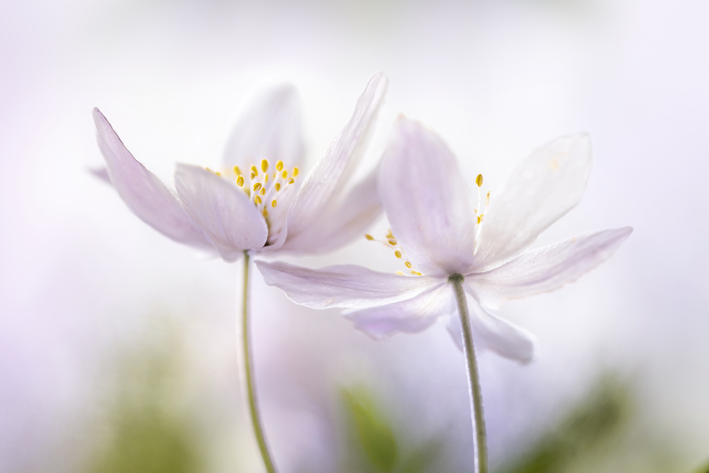 ~Nemorosa~ von Mandy Disher