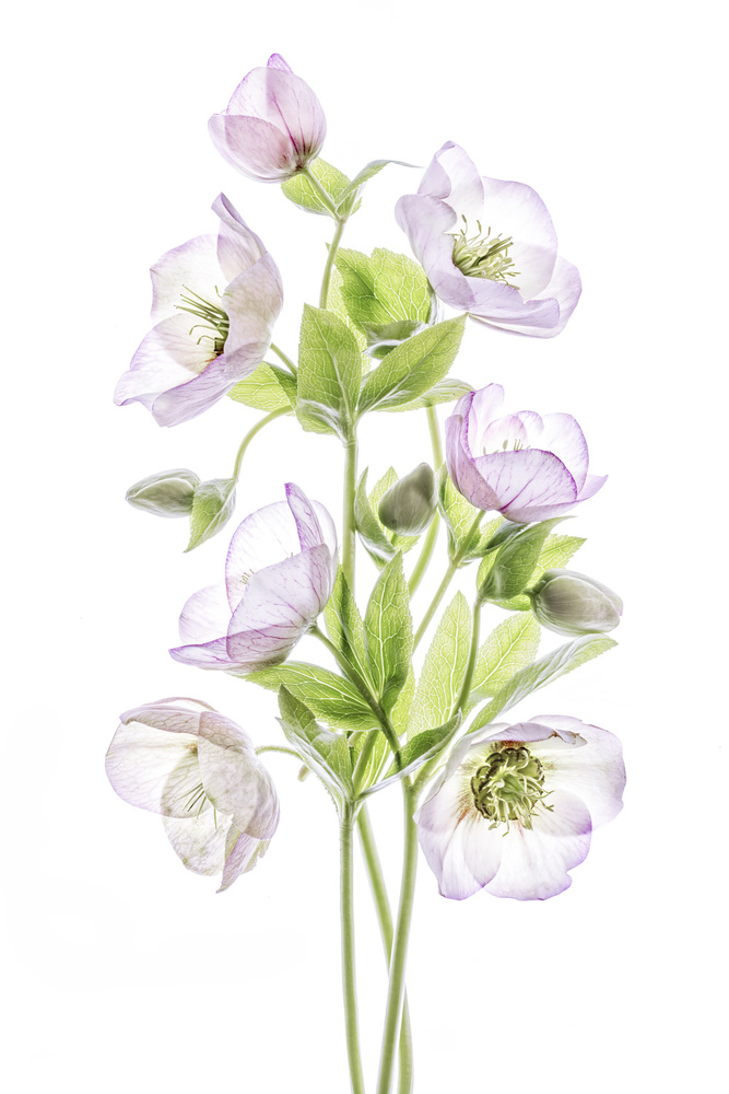 Hellebore von Mandy Disher