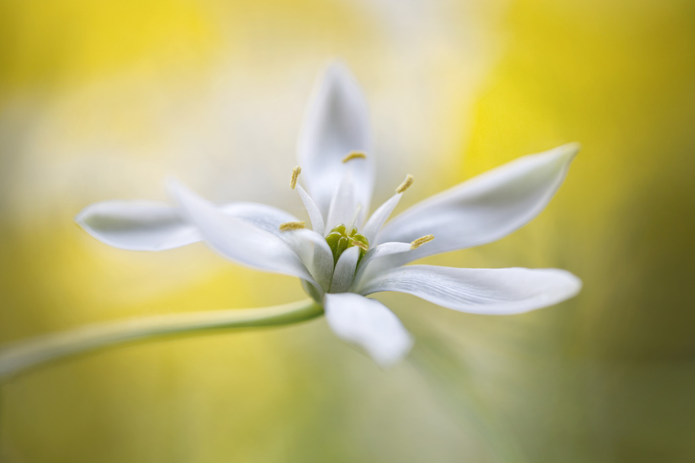 Ornithogalum von Mandy Disher