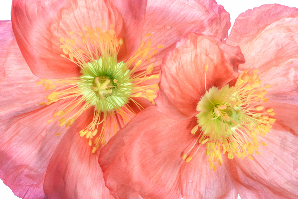 Papaver von Mandy Disher