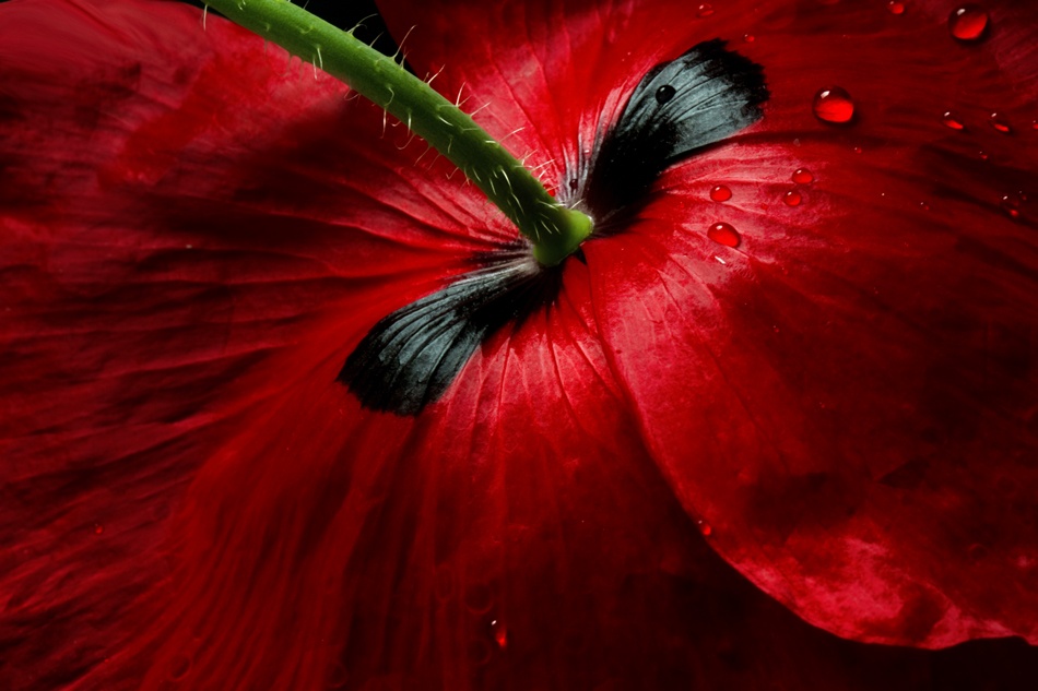 Papaver passion von Mandy Disher