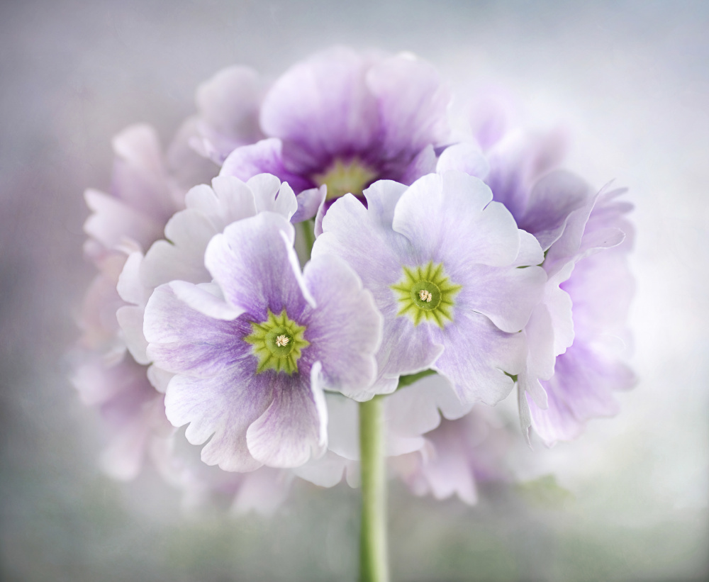 Primula von Mandy Disher