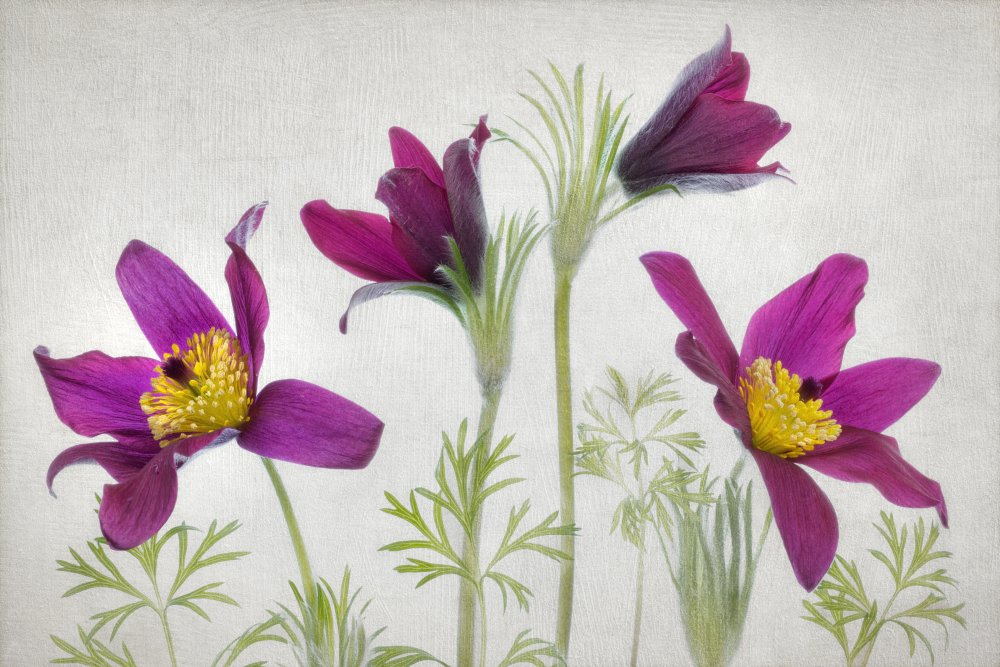 Pulsatilla von Mandy Disher