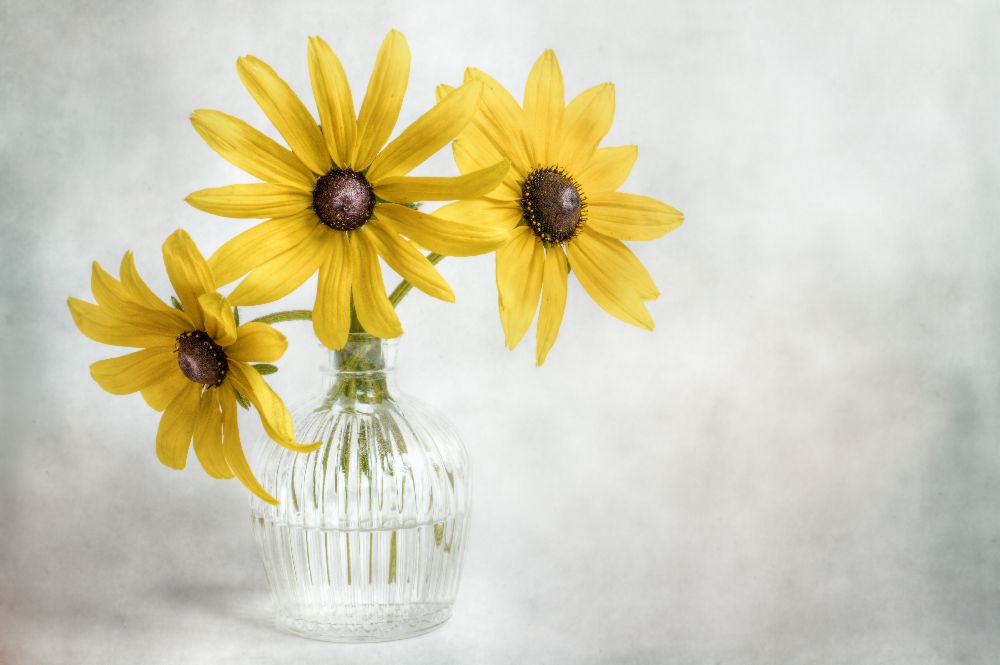 Rudbeckia von Mandy Disher