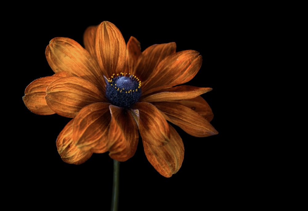 Rudbeckia von Mandy Disher