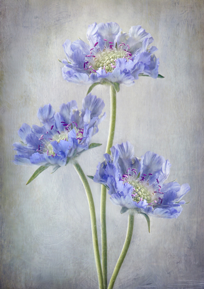 Scabiosa von Mandy Disher