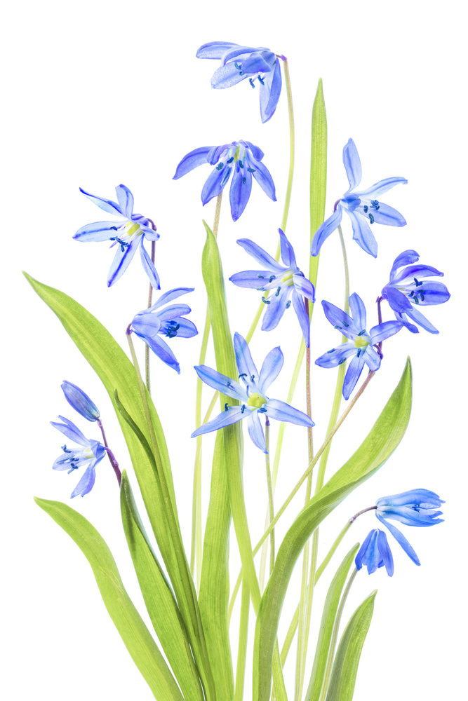 Scilla von Mandy Disher