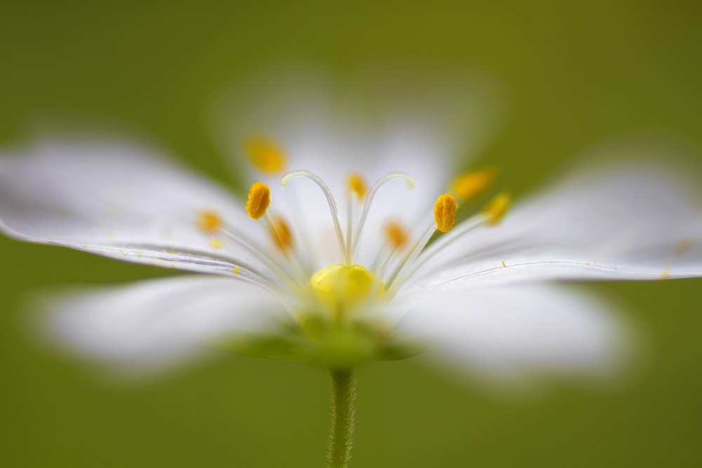 Softly Stitchwort von Mandy Disher