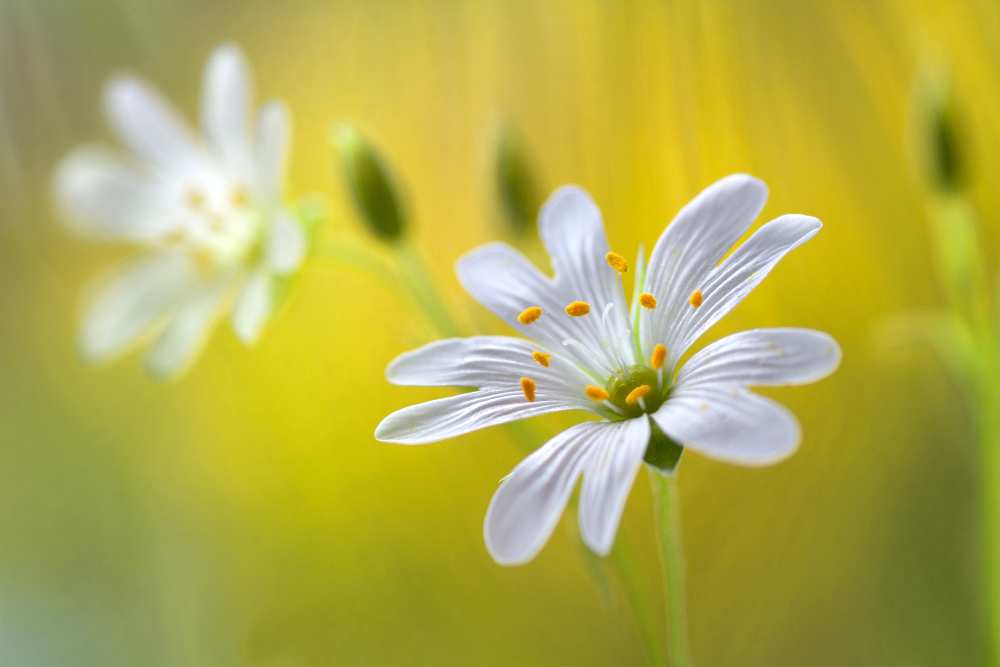 Stitchwort von Mandy Disher