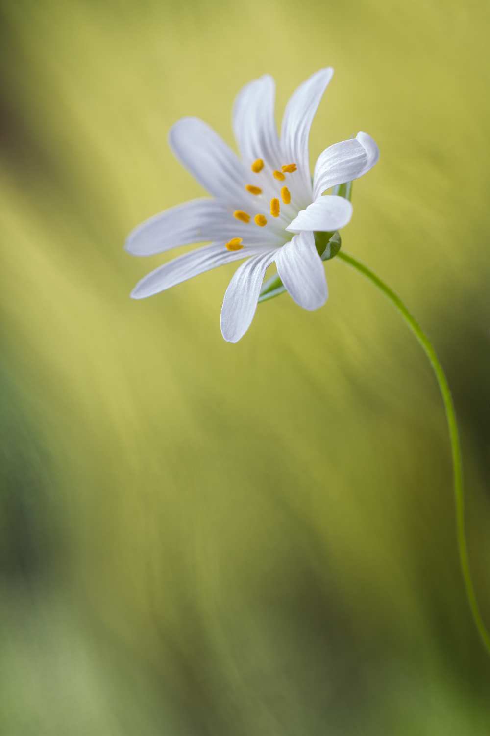 Stitchwort von Mandy Disher