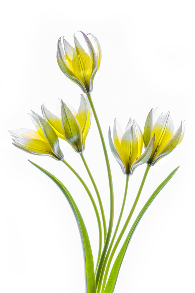 Tulipa von Mandy Disher