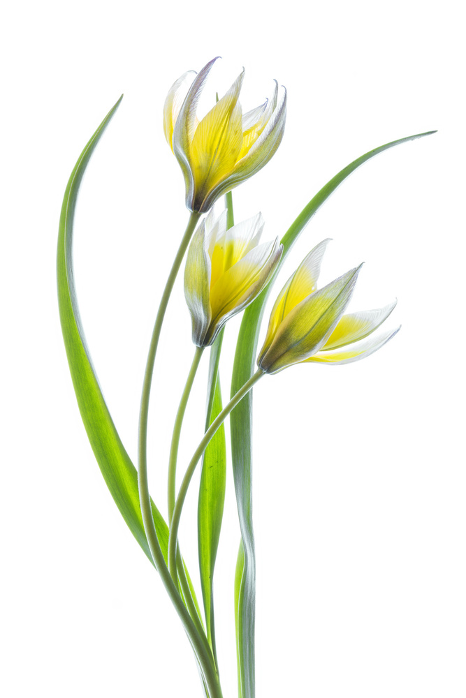 ~~Tulipa~~ von Mandy Disher