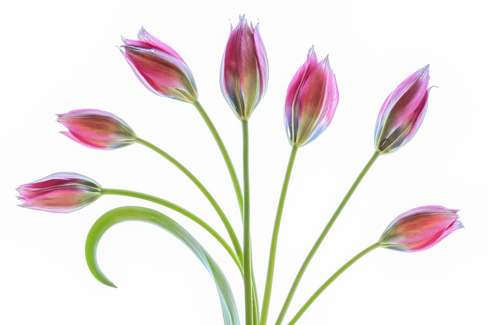 Tulipa von Mandy Disher